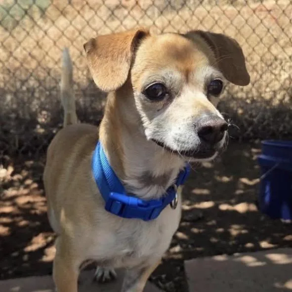 An adult small-sized male Yellow / Tan / Blond / Fawn Mixed Breed dog named Paco for adoption in Park City, UT