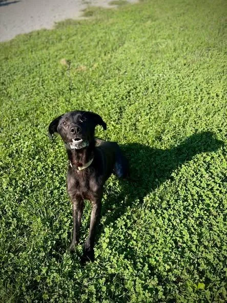 An adult large-sized male Mixed Breed dog named Aegon for adoption in Greensburg, IN