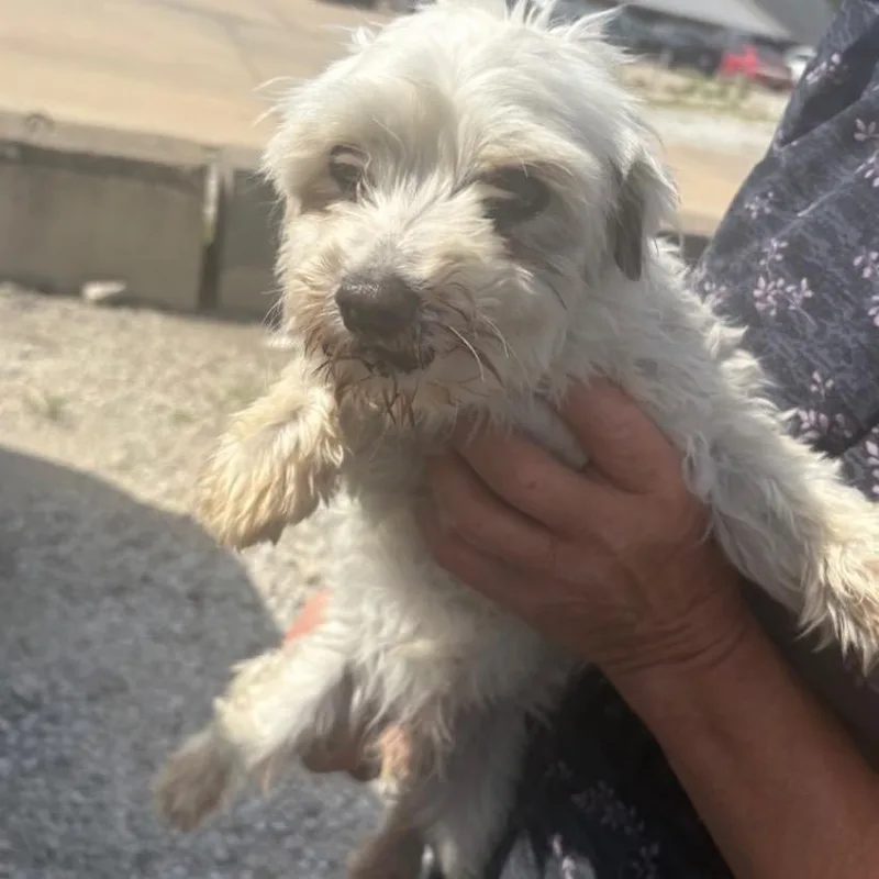 An adult small-sized male White / Cream Maltese dog named Davey Boy for adoption in Normal, IL