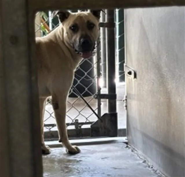 A young medium-sized male Pit Bull Terrier dog named Bubba for adoption in San Bernardino, CA