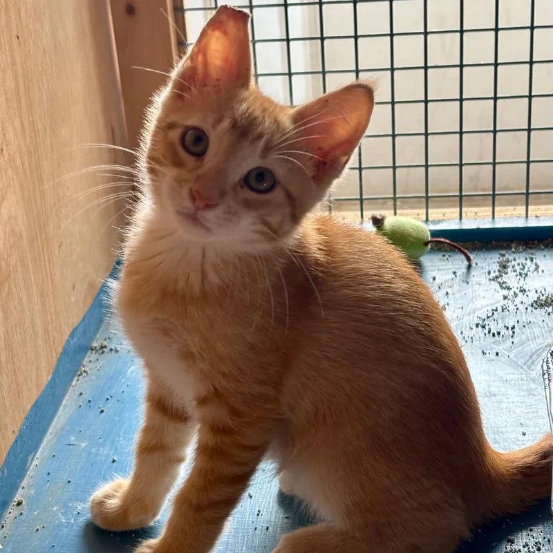 A baby small-sized male Orange / Red Domestic Short Hair cat named Videogame Frog for adoption in Austin, TX