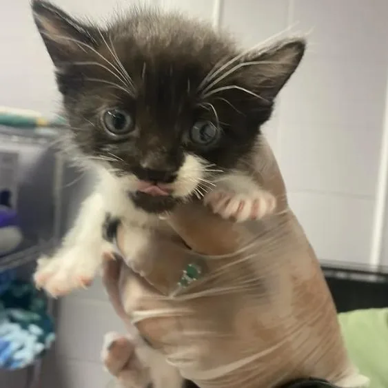 A baby small-sized male Black Domestic Short Hair cat named Stache for adoption in South Elgin, IL
