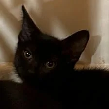 A baby small-sized male Black Domestic Short Hair cat named B Luke Roswell for adoption in Denver, CO