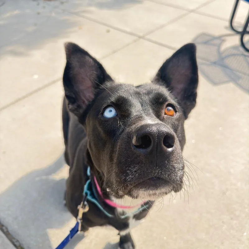 An adult medium-sized female Black Collie dog named Silvermist for adoption in Albuquerque, NM