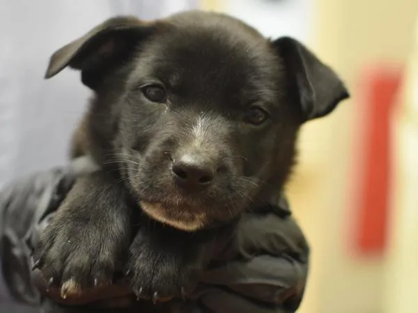 A baby small-sized male Terrier dog named O'shon for adoption in Portland, OR