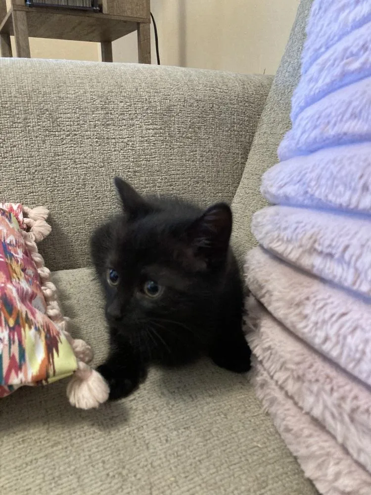 A baby small-sized female Black Domestic Short Hair cat named Jiji for adoption in Ferndale, MI