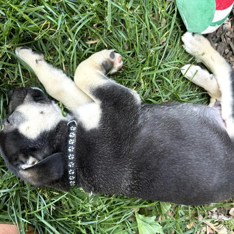 A baby medium-sized male Black German Shepherd Dog dog named Jackson for adoption in Potomac, MD