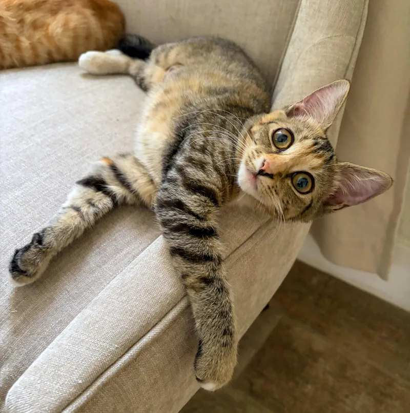 A baby medium-sized female Calico cat named Ginny Weasley for adoption in Lighthouse Point, FL