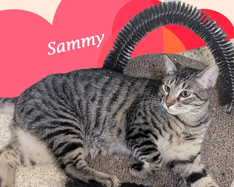 Sammy thumbnail 2
