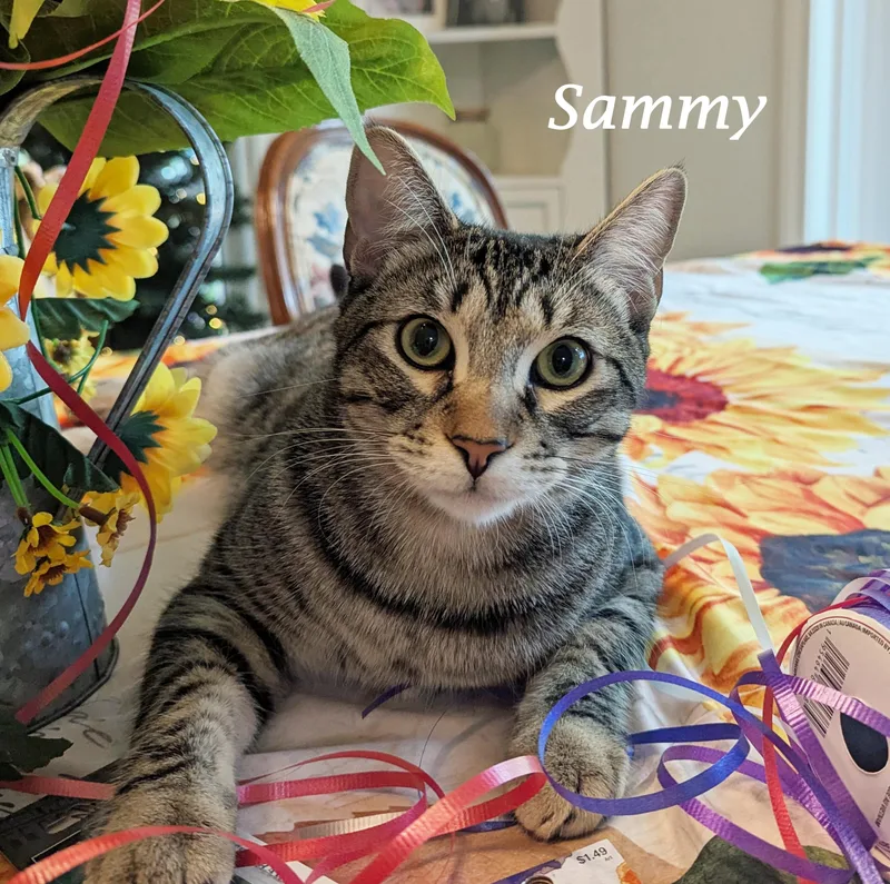 Sammy thumbnail 5