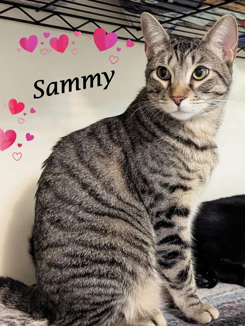 Sammy thumbnail 6