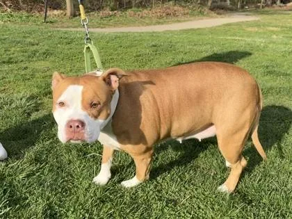 An adult large-sized male Mixed Breed dog named Negan for adoption in West Chester, PA