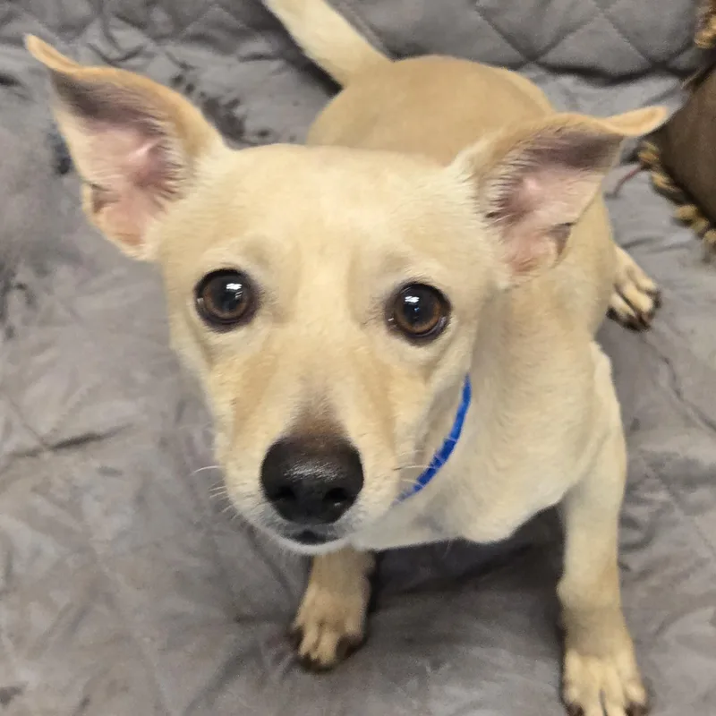 A young small-sized male White / Cream Chihuahua dog named Fondue for adoption in Normal, IL