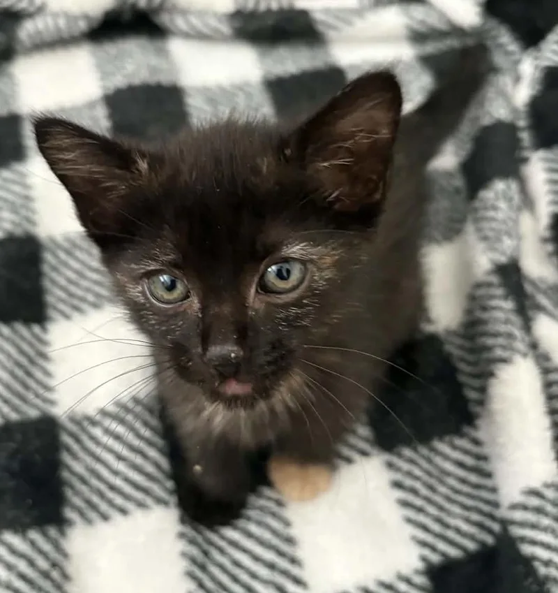 A baby small-sized female Domestic Short Hair cat named 404 for adoption in tucson, AZ