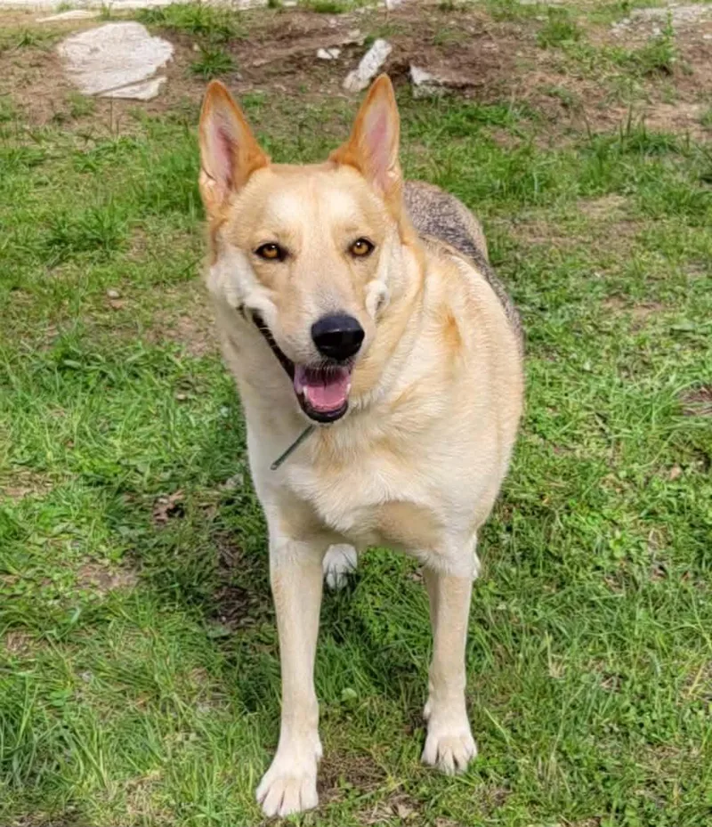 A young medium-sized female White / Cream German Shepherd Dog dog named Weda for adoption in Dyer, IN