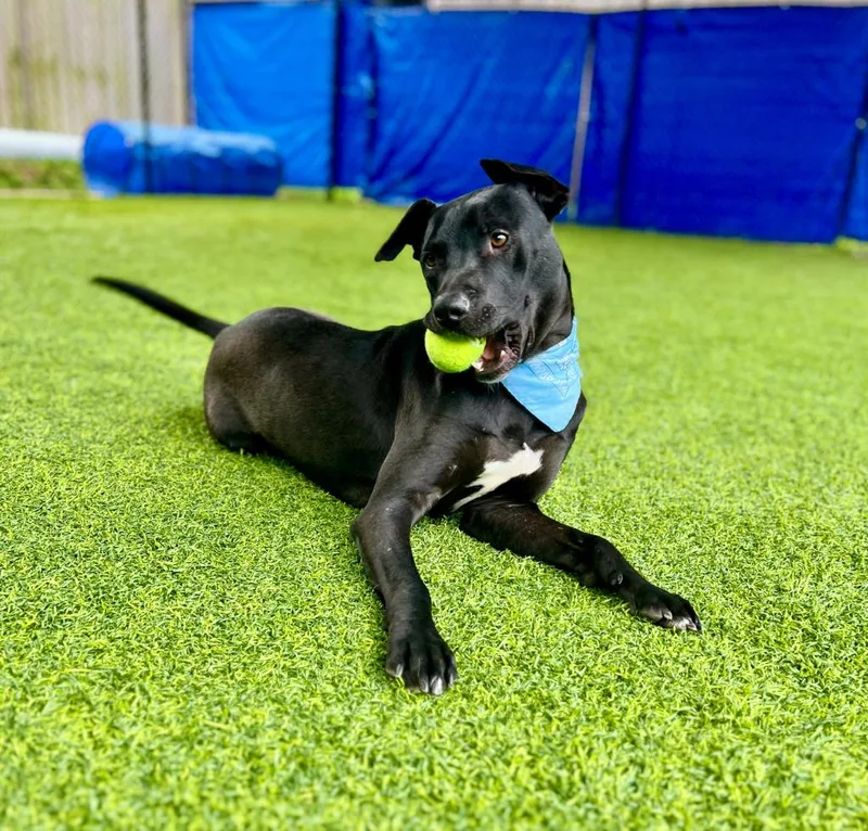 A young medium-sized male Labrador Retriever dog named Vinny for adoption in Ellijay, GA
