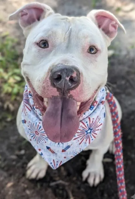 An adult medium-sized female Mixed Breed dog named Sammich for adoption in Jacksonville, FL