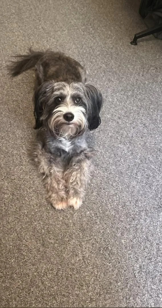 An adult small-sized male Scottish Terrier dog named Bobby for adoption in Stover, MO