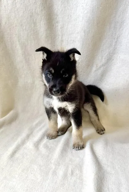 A young large-sized male Siberian Husky dog named Oscar for adoption in Buffalo, MN