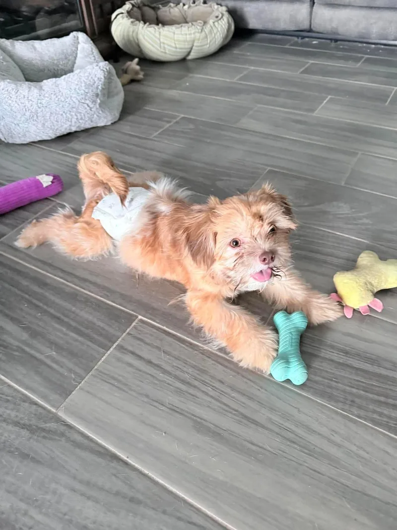 A baby small-sized male Red / Chestnut / Orange Shih Tzu dog named Peanut for adoption in Mcallen, TX