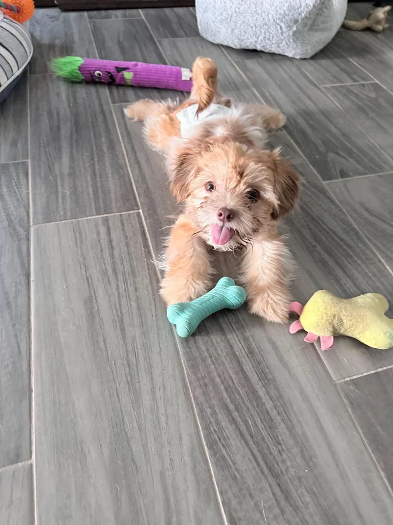 Peanut thumbnail 3