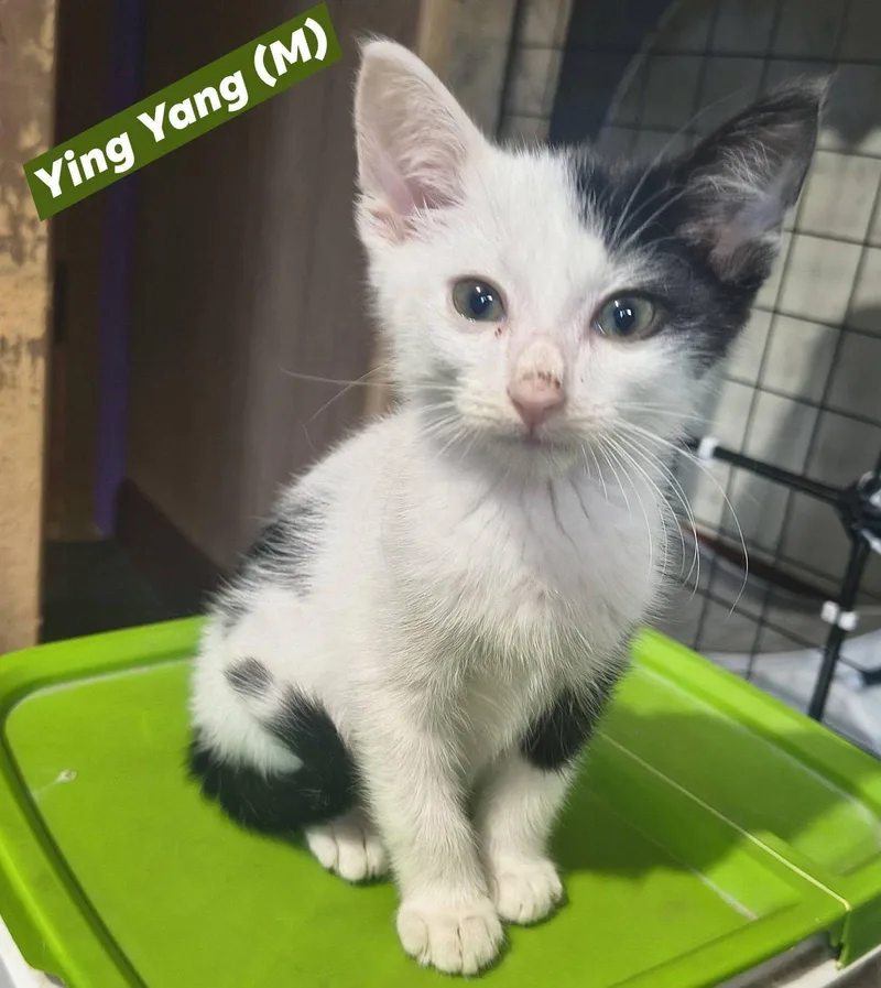 A baby medium-sized male Domestic Short Hair cat named YingYang for adoption in Saugerties, NY
