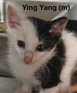 YingYang thumbnail 2
