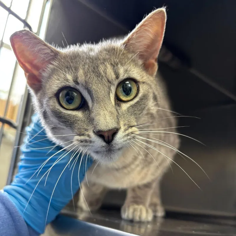 A young medium-sized female Gray / Blue / Silver Domestic Short Hair cat named Freezer Burnt for adoption in Carencro, LA