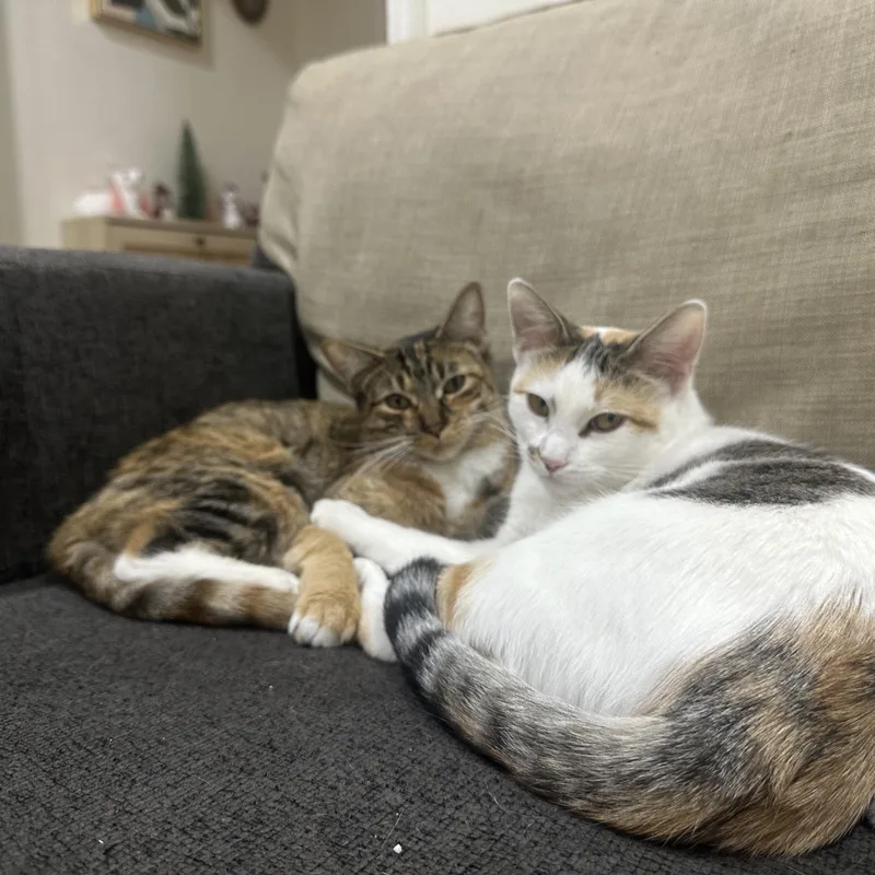 Mini And Bebe Indoor thumbnail 2