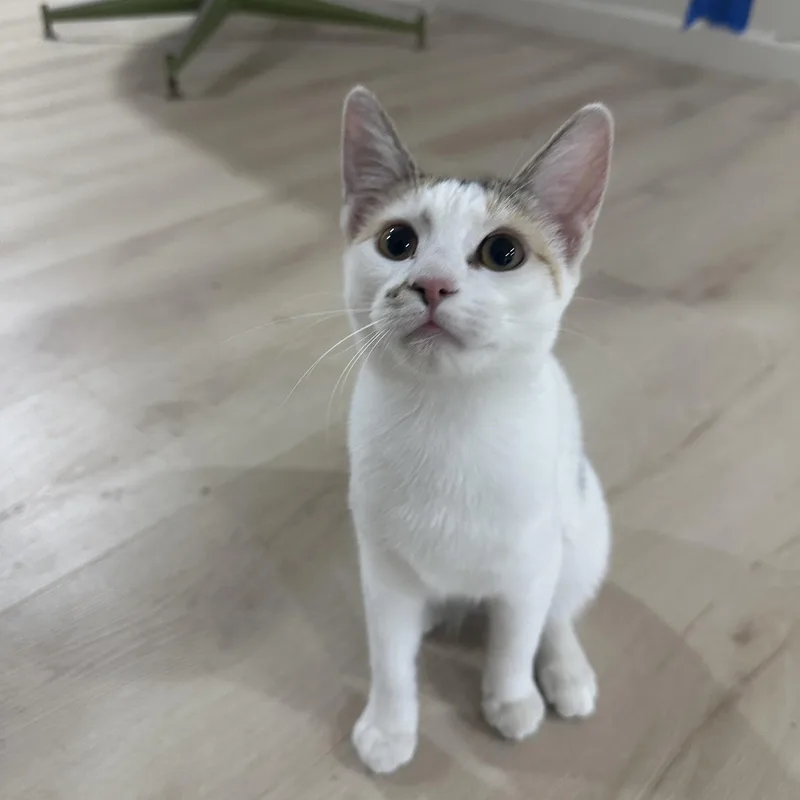 Mini And Bebe Indoor thumbnail 3