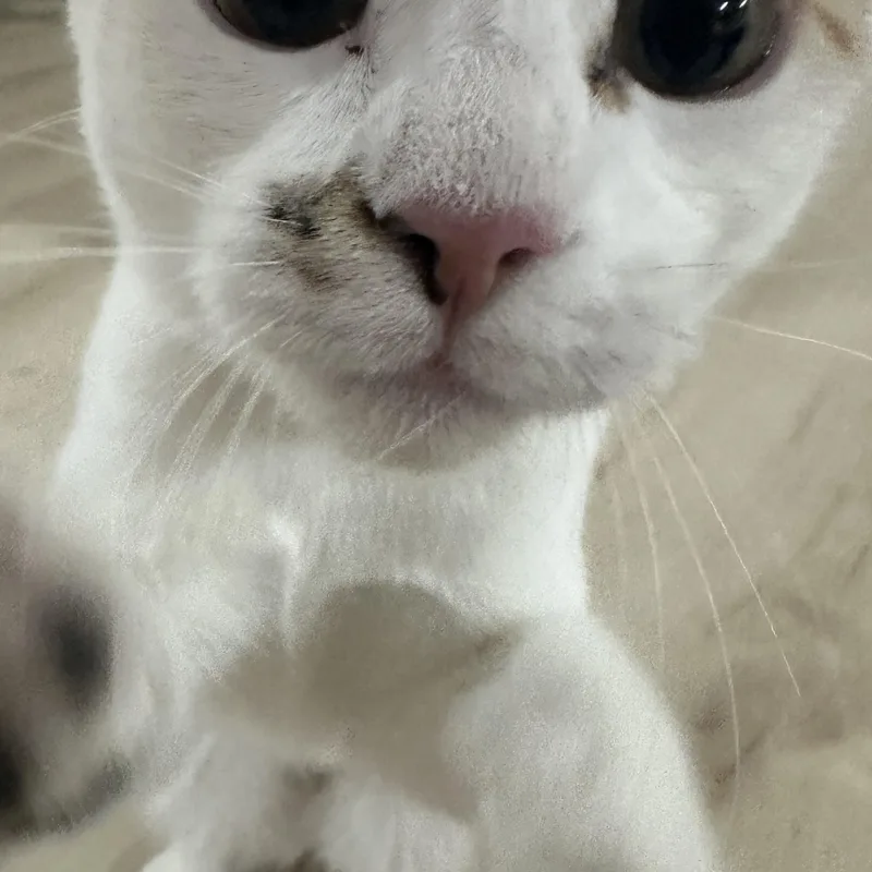 Mini And Bebe Indoor thumbnail 4