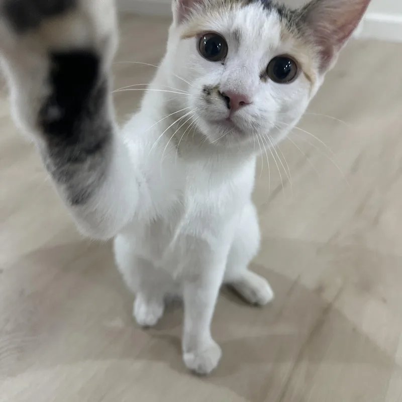 Mini And Bebe Indoor thumbnail 6