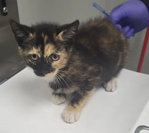 A baby small-sized female Domestic Short Hair cat named Kd Lavender for adoption in Lawrenceville, GA