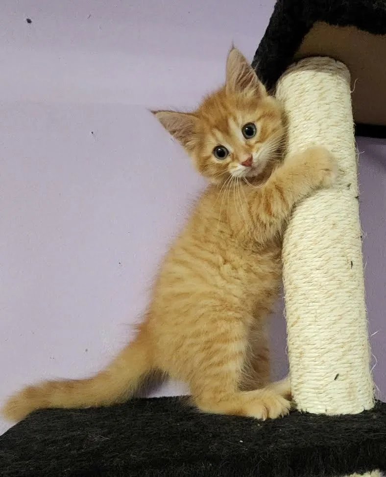 CheezIt thumbnail 2