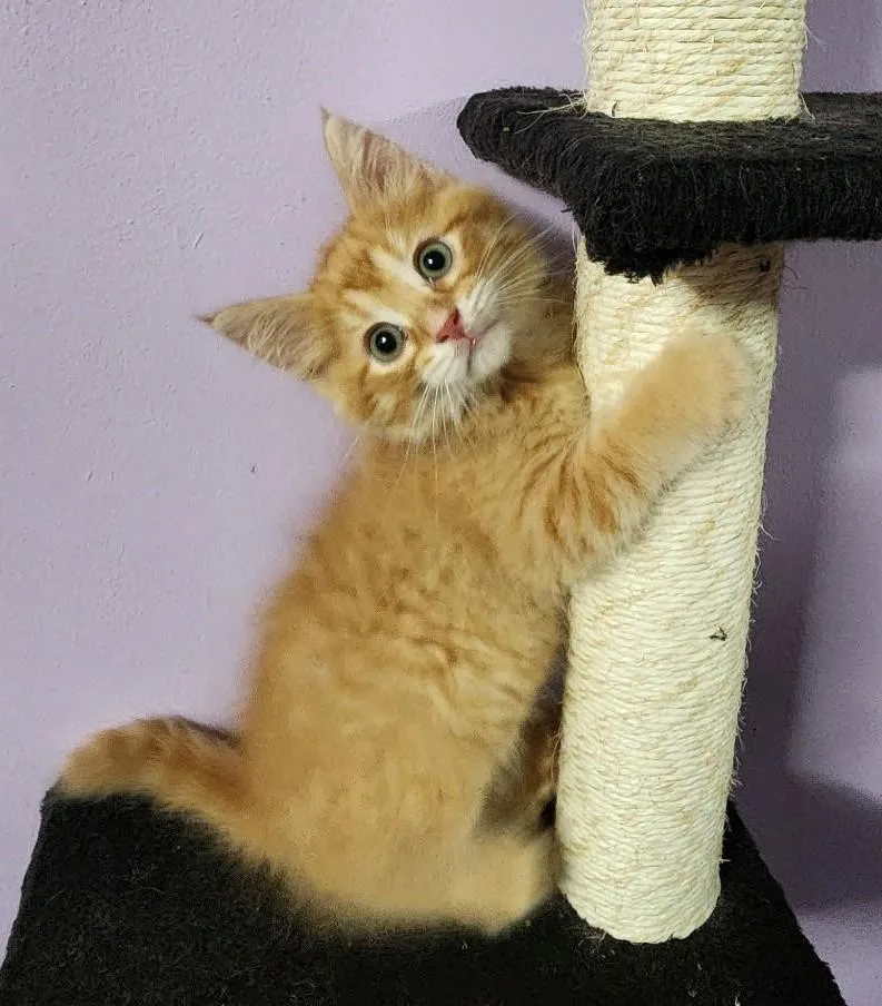 CheezIt thumbnail 3
