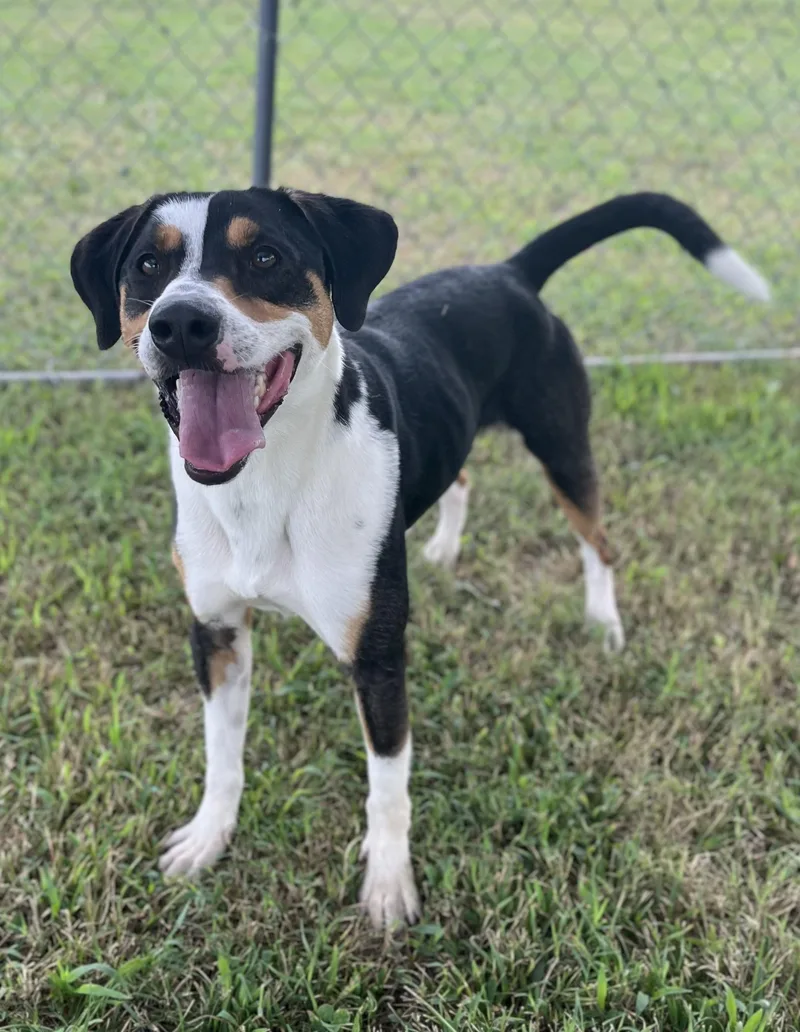 An adult medium-sized male Black Beagle dog named Waffles for adoption in Centerton, AR