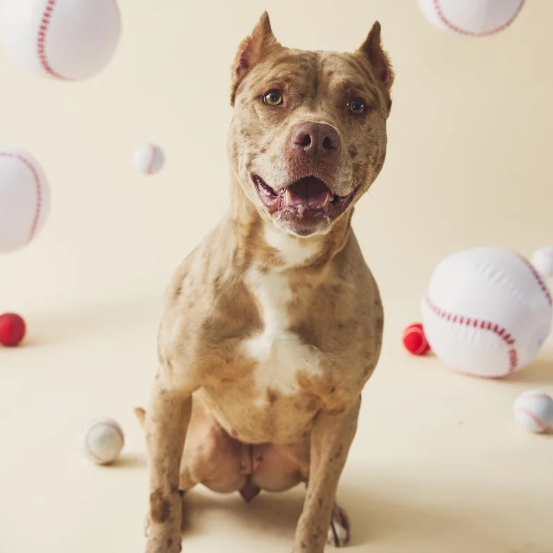 An adult medium-sized female Merle (Red) Pit Bull Terrier dog named Akuma for adoption in Philadelphia, PA