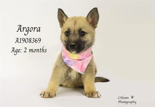 A baby small-sized female Siberian Husky dog named Argora for adoption in Thousand Palms, CA