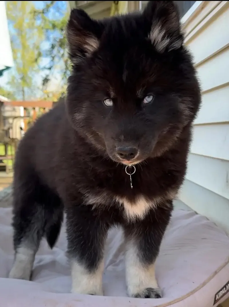A young medium-sized male Siberian Husky dog named Nala for adoption in Palatine, IL