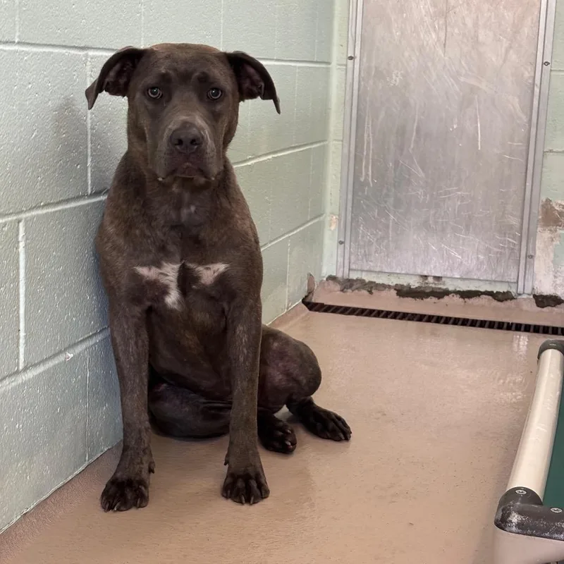 An adult medium-sized female Gray / Blue / Silver Mixed Breed dog named Bellatrix for adoption in Newark, NJ
