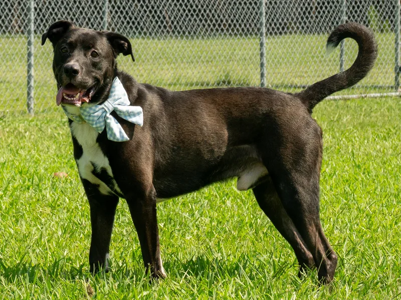 An adult large-sized male Mixed Breed dog named Rumble for adoption in Myrtle Beach, SC