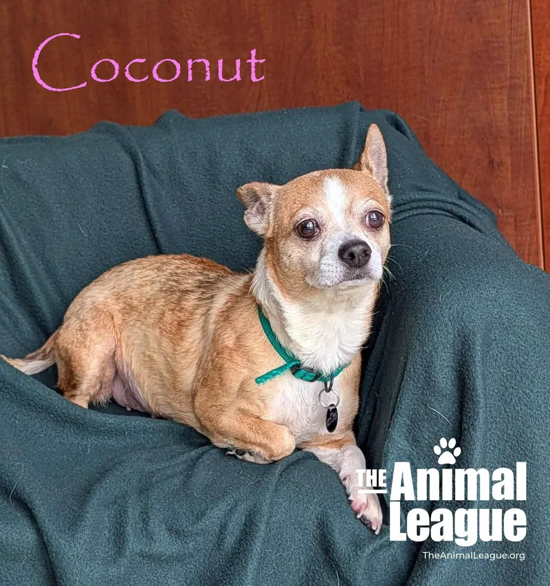 An adult small-sized female Red / Chestnut / Orange Chihuahua dog named Coconut for adoption in Groveland, FL