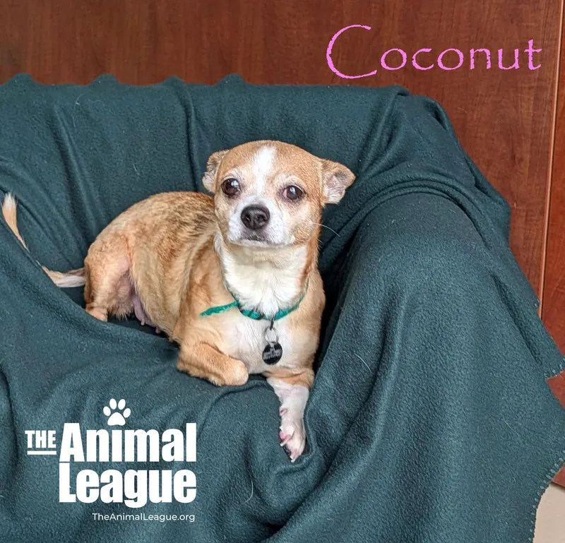 Coconut thumbnail 3