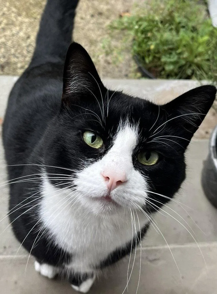 A young medium-sized male Black & White / Tuxedo Domestic Short Hair cat named Sylvester "Boots for adoption in Battle Ground, WA