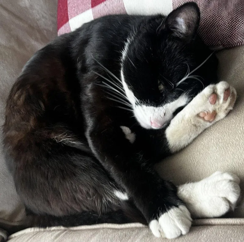 Sylvester "Boots thumbnail 2