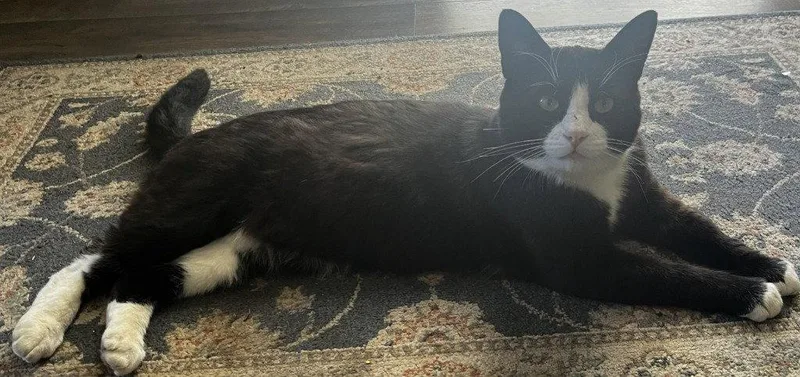 Sylvester "Boots thumbnail 3