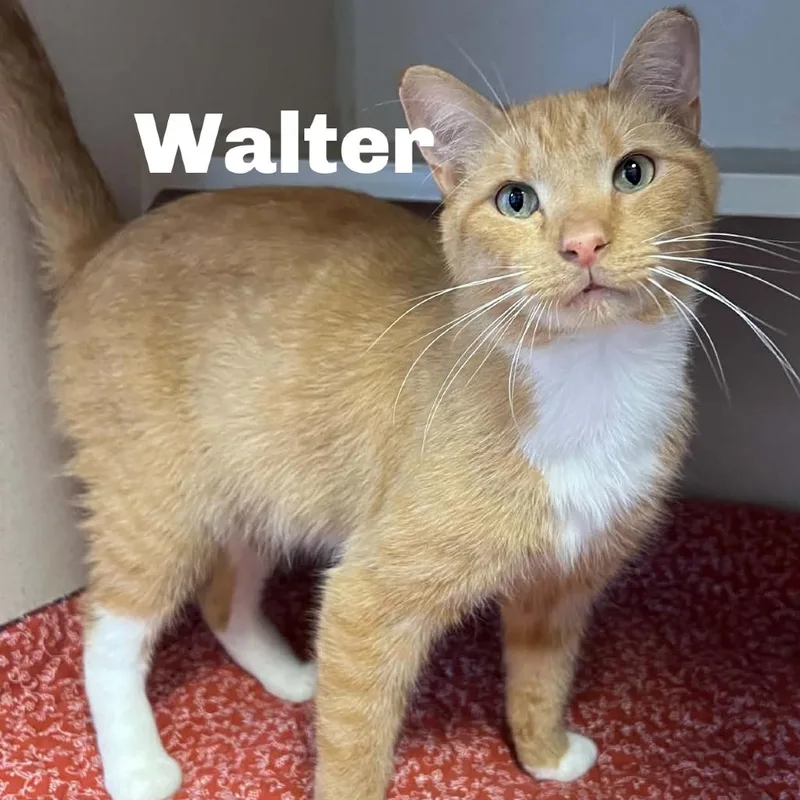 Walter