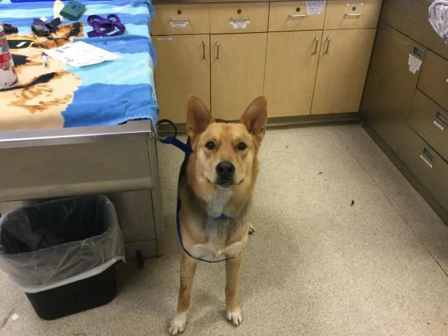 A young large-sized male German Shepherd Dog dog named Goji for adoption in Riverside, CA