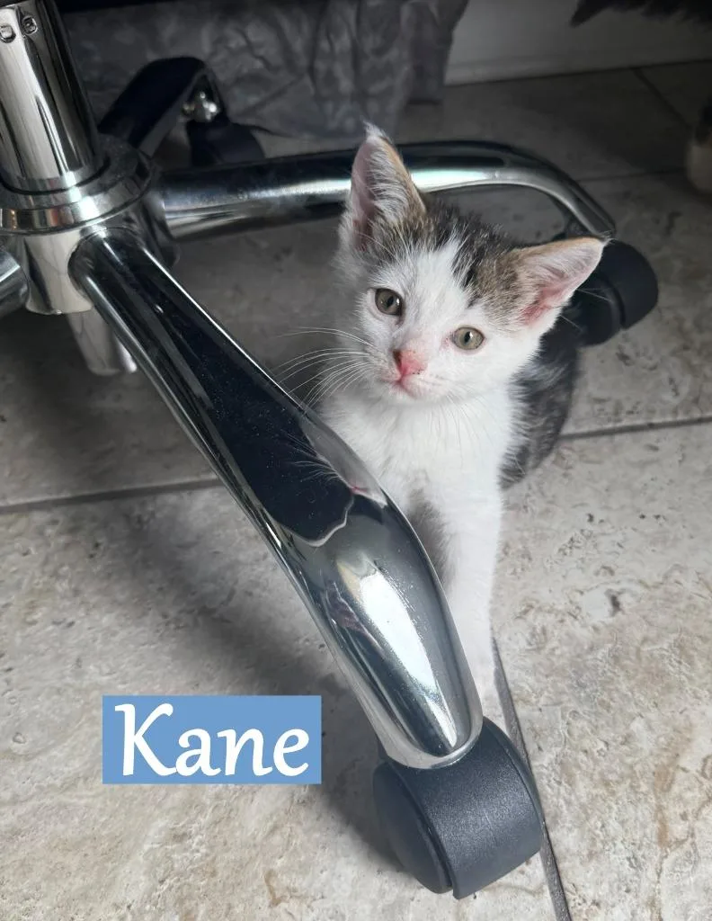 A baby medium-sized male Domestic Short Hair cat named Kane for adoption in Hoover , AL