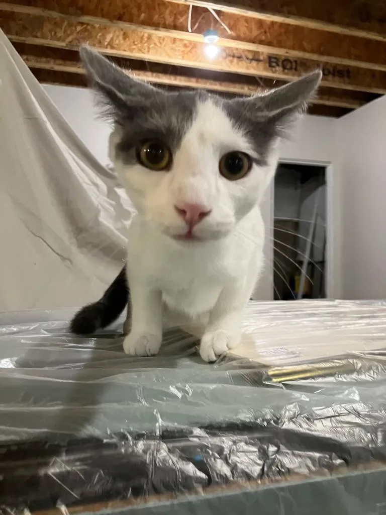 A baby medium-sized male White Domestic Short Hair cat named Hank for adoption in Muncie, IN